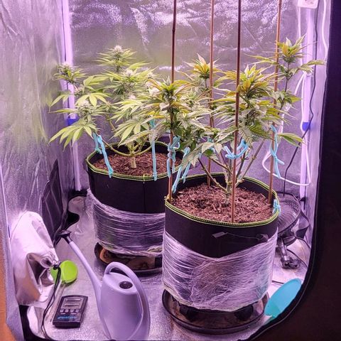 MobyDick fem growlog timeline photo