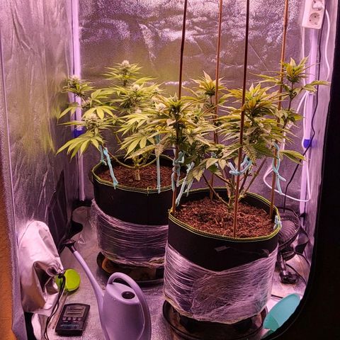 MobyDick fem growlog timeline photo