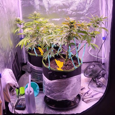MobyDick fem growlog timeline photo
