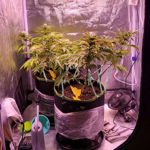 MobyDick fem growlog timeline photo
