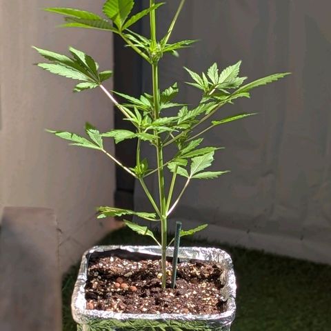 MobyDick fem growlog timeline photo