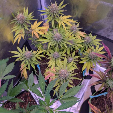 MobyDick fem growlog timeline photo
