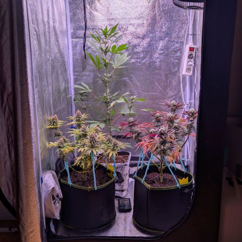 MobyDick fem growlog timeline photo