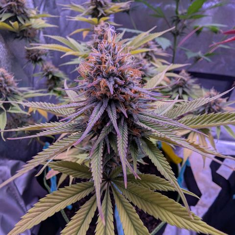MobyDick fem growlog timeline photo