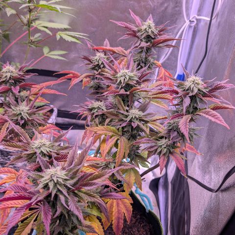 MobyDick fem growlog timeline photo