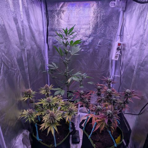 MobyDick fem growlog timeline photo