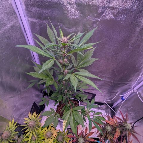 MobyDick fem growlog timeline photo