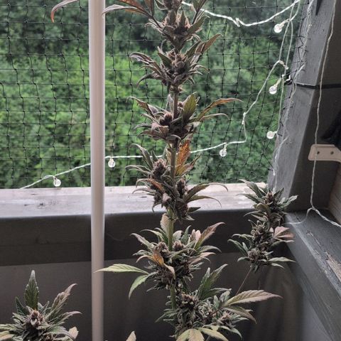 MobyDick fem growlog timeline photo