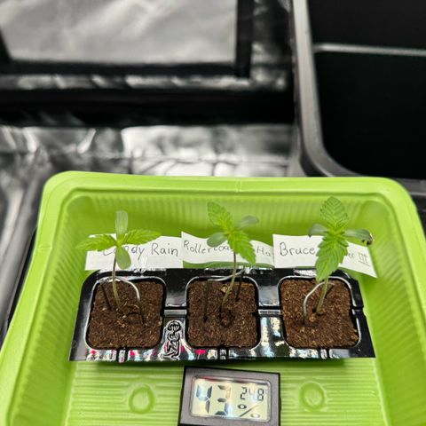 Candy Rain growlog timeline photo