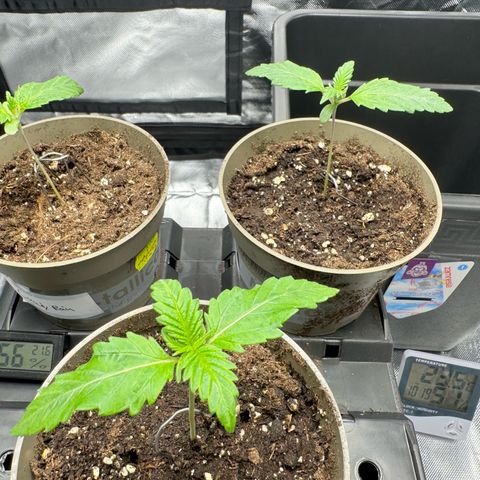 Candy Rain growlog timeline photo
