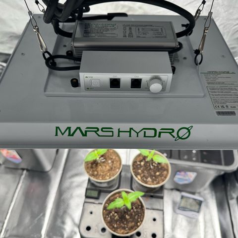 Candy Rain growlog timeline photo