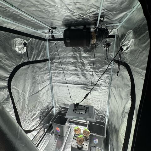 Candy Rain growlog timeline photo