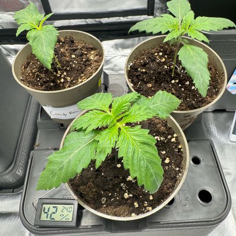 Candy Rain growlog timeline photo