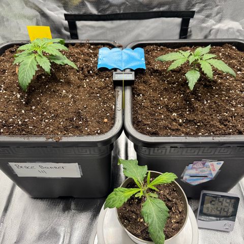 Candy Rain growlog photo: Umtopfen in BioBizz Lightmix 25liter mit Granutlat Drainage