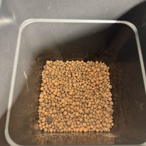 Candy Rain growlog photo: Umtopfen in BioBizz Lightmix 25liter mit Granutlat Drainage