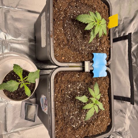 Candy Rain growlog photo: Umtopfen in BioBizz Lightmix 25liter mit Granutlat Drainage