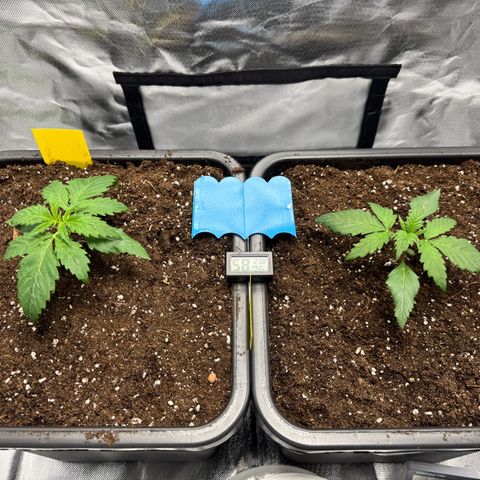 Candy Rain growlog photo: Umtopfen in BioBizz Lightmix 25liter mit Granutlat Drainage