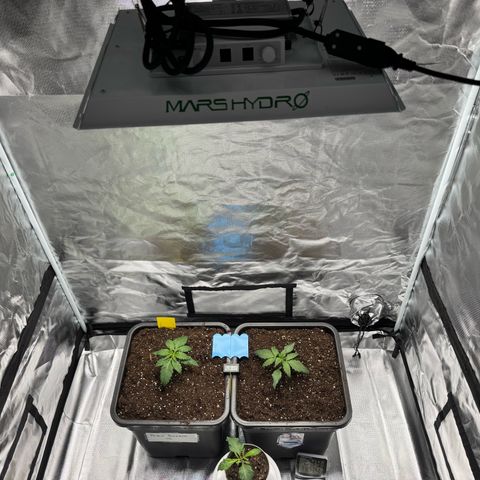 Candy Rain growlog photo: Umtopfen in BioBizz Lightmix 25liter mit Granutlat Drainage