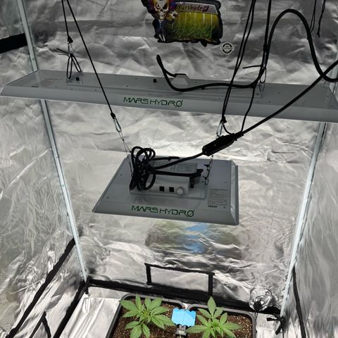 Candy Rain growlog photo: Mars Hydro Tsl2000 eingefügt