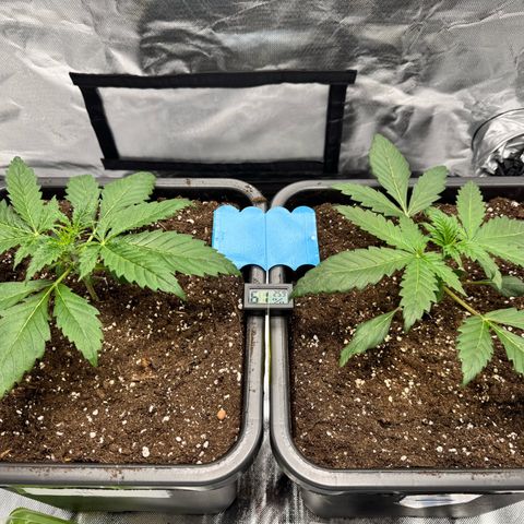 Candy Rain growlog timeline photo