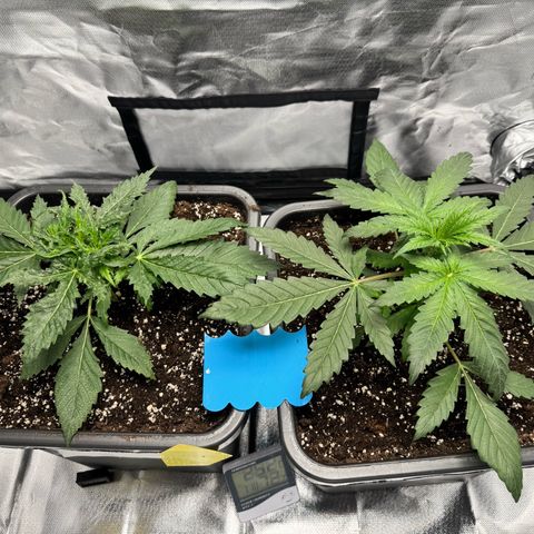 Candy Rain growlog timeline photo