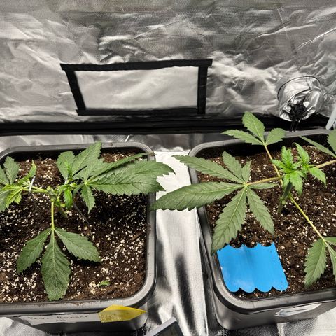Candy Rain growlog timeline photo