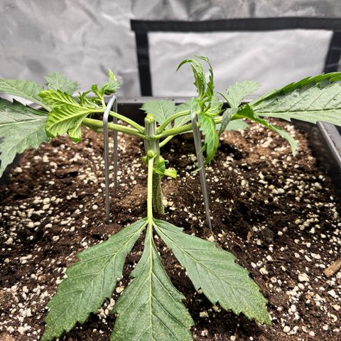 Candy Rain growlog timeline photo