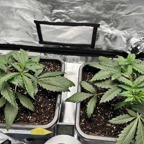 Candy Rain growlog timeline photo
