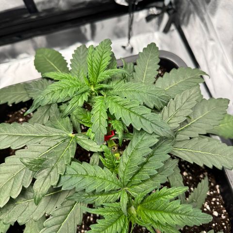 Candy Rain growlog photo: Mainlining Prinzip 
1.Mal Getoppt