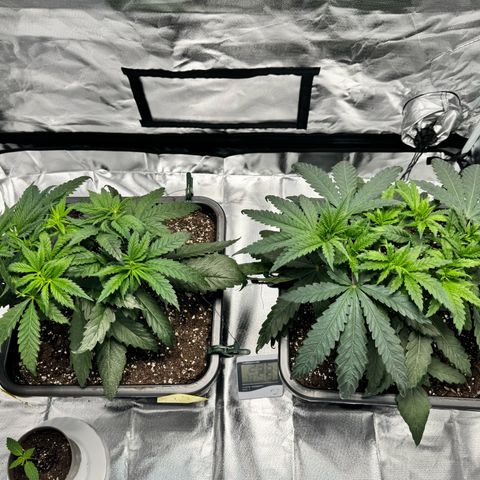 Candy Rain growlog timeline photo