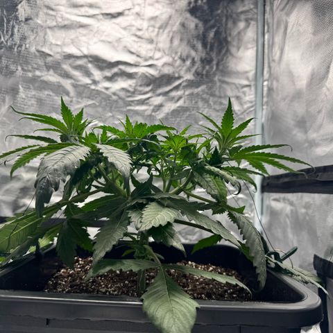 Candy Rain growlog timeline photo