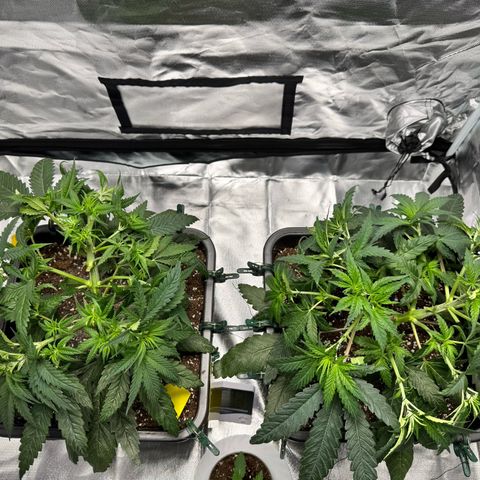 Candy Rain growlog timeline photo