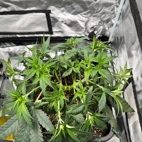 Candy Rain growlog timeline photo