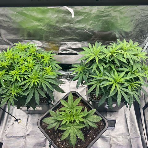 Candy Rain growlog timeline photo