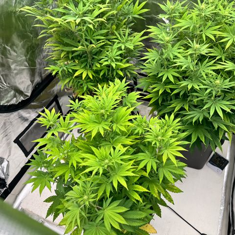 Candy Rain growlog timeline photo