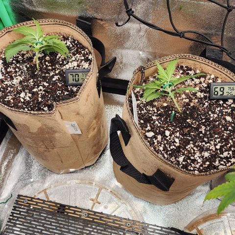 Strawberry cheesecake + critical 2.0 #1 growlog photo: Lst