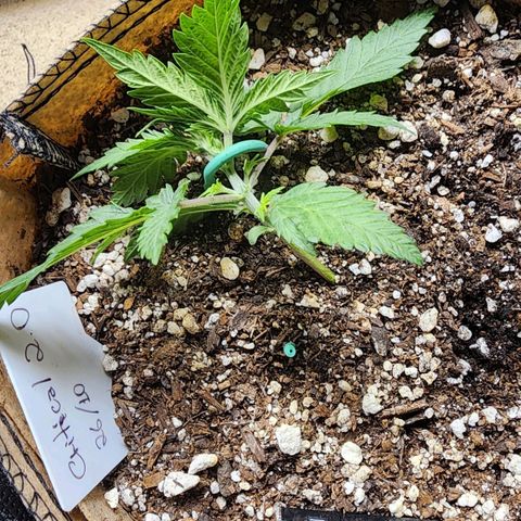 Strawberry cheesecake + critical 2.0 #1 growlog photo: Lst