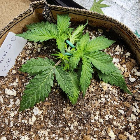 Strawberry cheesecake + critical 2.0 #1 growlog timeline photo