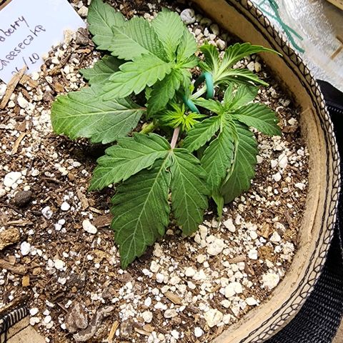 Strawberry cheesecake + critical 2.0 #1 growlog timeline photo