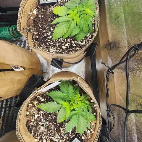 Strawberry cheesecake + critical 2.0 #1 growlog timeline photo