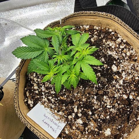 Strawberry cheesecake + critical 2.0 #1 growlog timeline photo