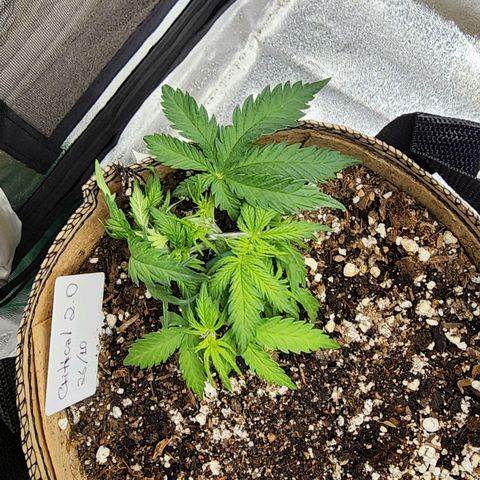 Strawberry cheesecake + critical 2.0 #1 growlog timeline photo