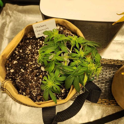 Strawberry cheesecake + critical 2.0 #1 growlog timeline photo