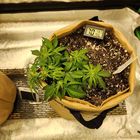 Strawberry cheesecake + critical 2.0 #1 growlog timeline photo