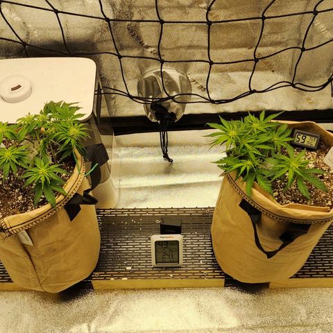 Strawberry cheesecake + critical 2.0 #1 growlog timeline photo