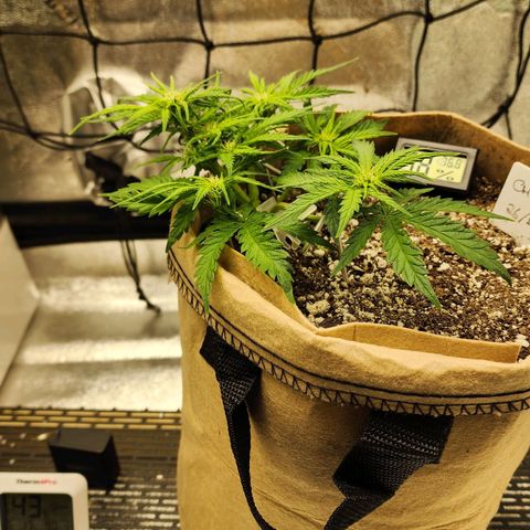 Strawberry cheesecake + critical 2.0 #1 growlog timeline photo