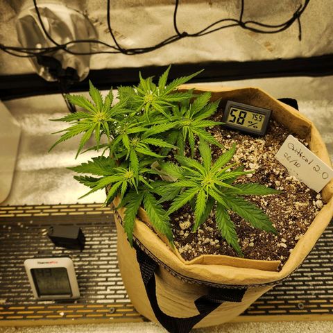 Strawberry cheesecake + critical 2.0 #1 growlog timeline photo