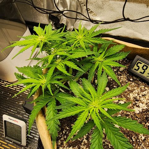 Strawberry cheesecake + critical 2.0 #1 growlog timeline photo