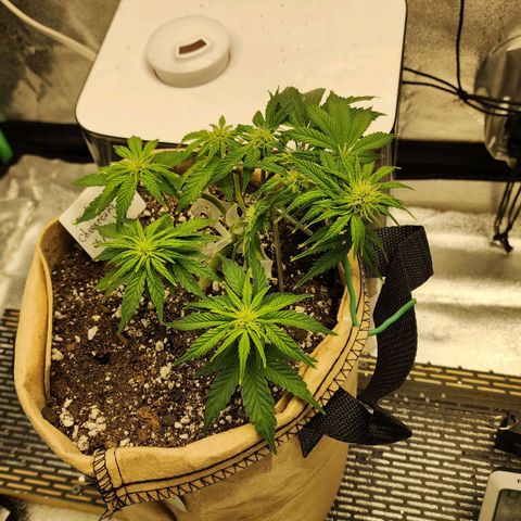 Strawberry cheesecake + critical 2.0 #1 growlog timeline photo