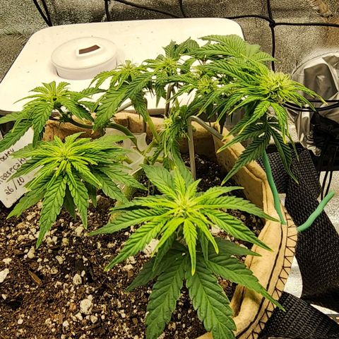 Strawberry cheesecake + critical 2.0 #1 growlog timeline photo